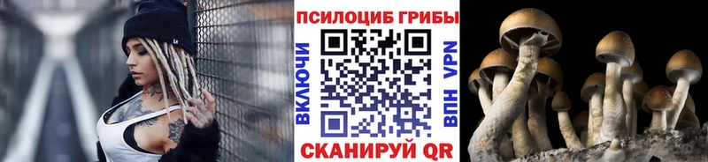 Псилоцибиновые грибы Psilocybe дарнет шоп Новоаннинский